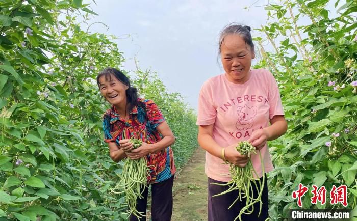 周边近4000亩零碎高地均采用了新套种模式。　宋梅 摄