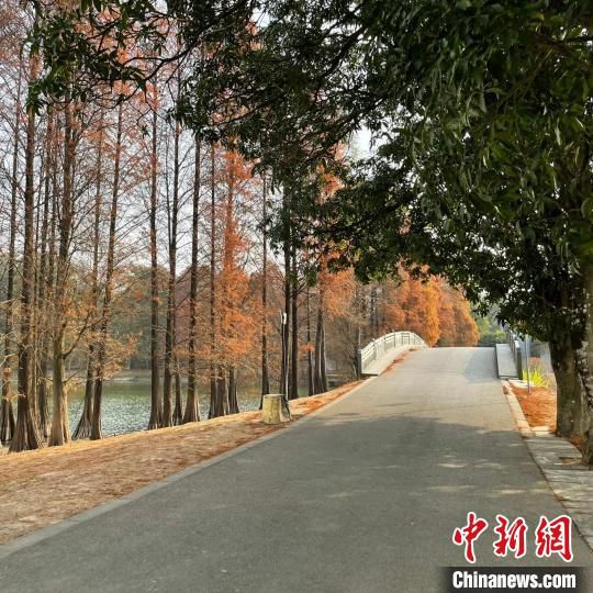 华南植物园一景(资料图) 王坚 摄