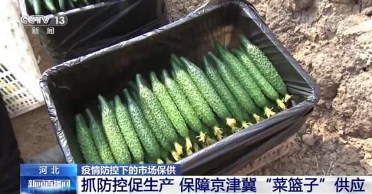 河北多地抓防控促生产 保障京津冀“菜篮子”供应