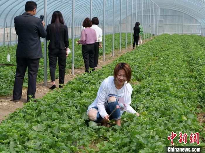 图为在瓜棚里忙碌的“乡村大使”。　胡建华 摄