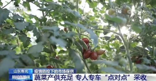山东寿光：蔬菜产供充足 专人专车“点对点”采收