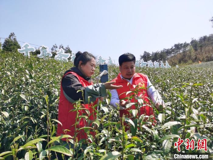 红色村播茶园直播 余丹华 摄