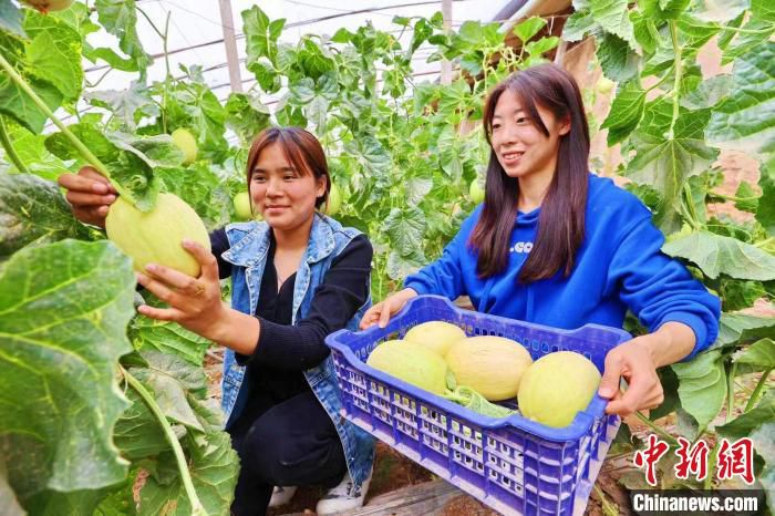 库车市财政局驻乌恰镇吐孜鲁克墩村工作队员和村民正在采摘甜瓜。　冯磊 摄