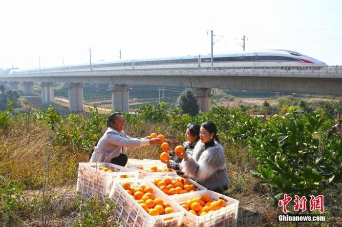 江西赣州市信丰县一处果园，果农正在向游客介绍自家刚采摘的新鲜脐橙，一列赣深高铁动车组从身后飞驰而过。　刘占昆 摄