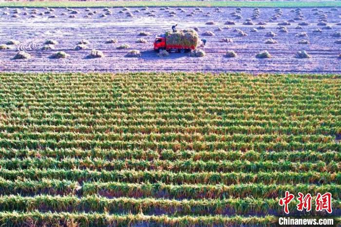 该合作社种植的110亩大葱。　周娇娇 摄