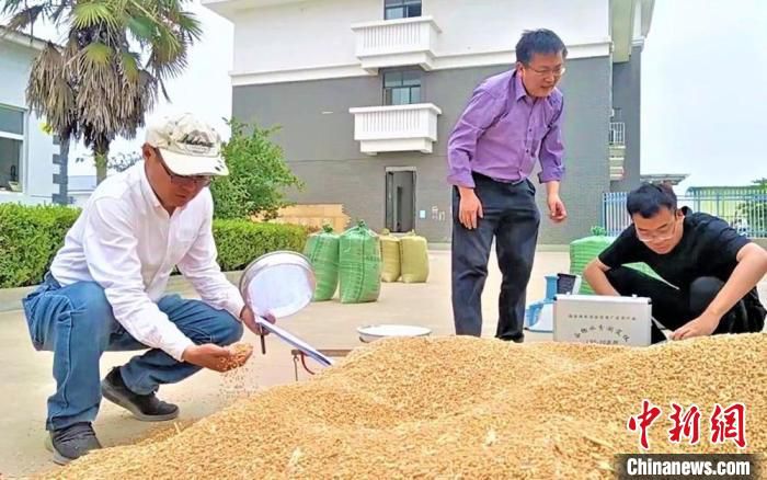 专家组在测定小麦水分等。　顾士刚 摄