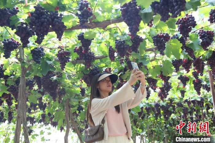 市民正在葡萄基地内打卡拍照。　于晶 摄