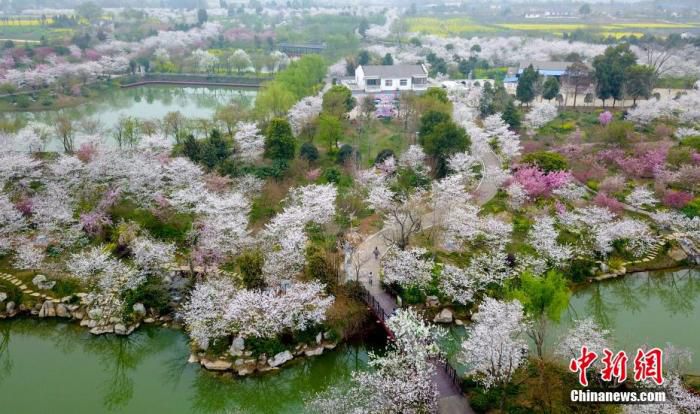 资料图：航拍荆门沙洋县曾集镇雷都村“樱花部落”景区。张畅 摄