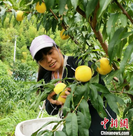 黎福兰和她种植的黄桃。(资料图) 受访者供图