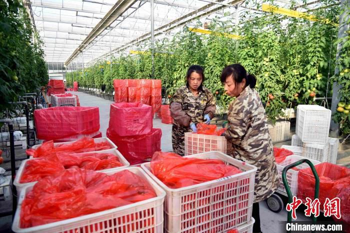 资料图：在智能温室大棚，工人在忙着采摘成熟的西红柿。　赵玉国 摄