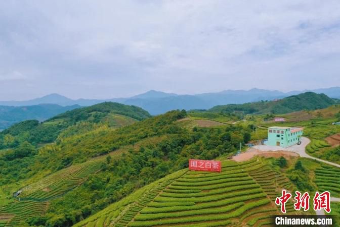 方家山村茶园。　福鼎市融媒体中心 供图