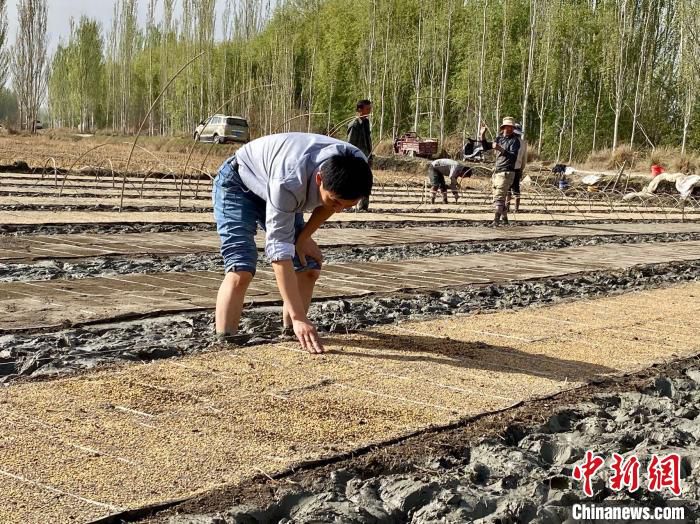 金华援疆人才、金华市农业技术推广站副站长薛占奎在育秧现场检查育秧软盘上的新品种水稻种子密度。　余菡 摄