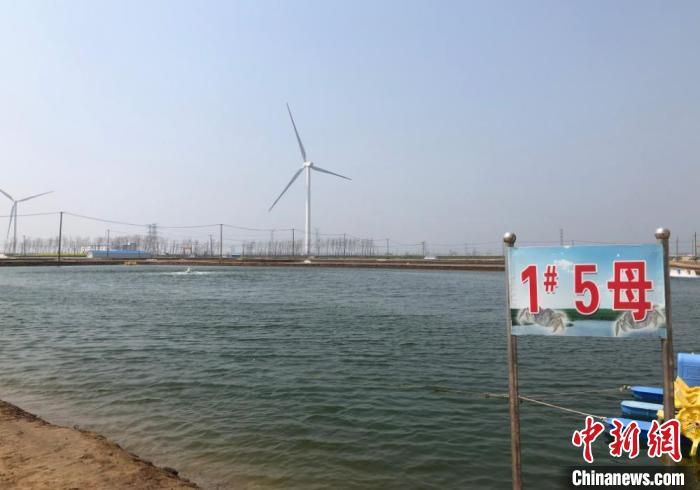 盐城金洋水产原种场的养殖塘里放着四两到半斤重的种蟹。　于从文 摄