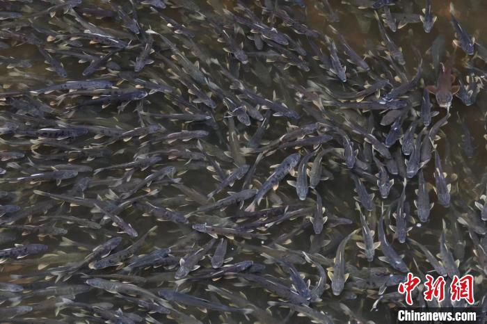 图为青海湖裸鲤。(资料图) 乌席勒 摄