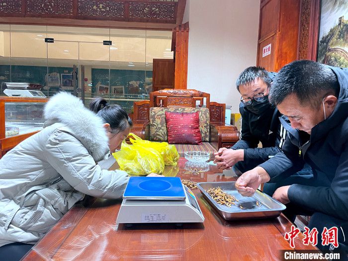 图为商家为客户挑选冬虫夏草。 中新社记者 孙睿 摄