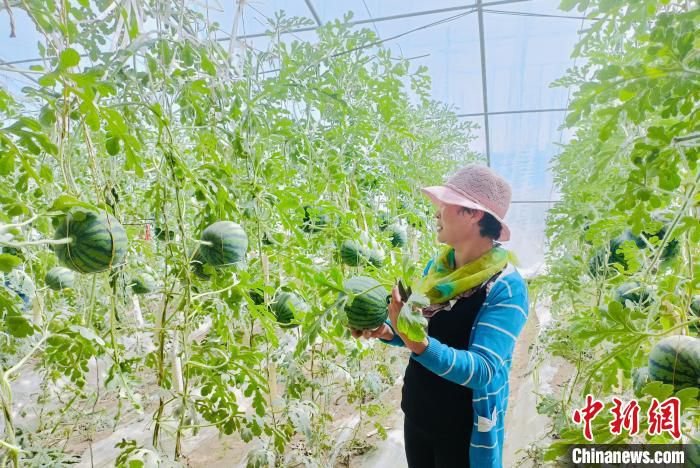 图为农户在瓜棚里检查西瓜的长势。　景桂珍 摄
