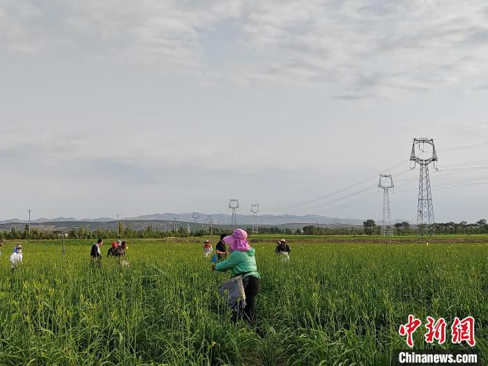 8日，山西省大同市云州区下榆涧村黄花标准化种植基地，大片黄花迎来丰收季。　高雨晴 摄