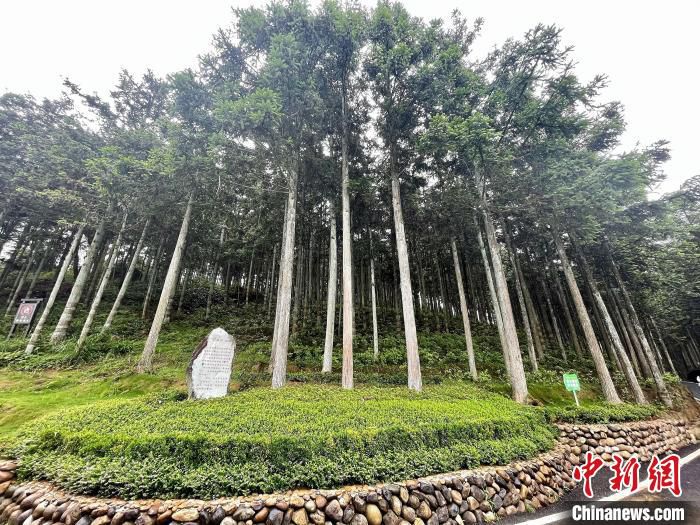 后洋村黄振芳家庭林场绿树成荫。 吕巧琴 摄 后洋村黄振芳家庭林场绿树成荫。 吕巧琴 摄