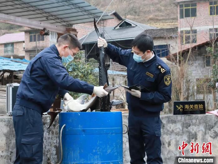 图为关员对出口鲟鱼进行现场查验。　重庆海关供图