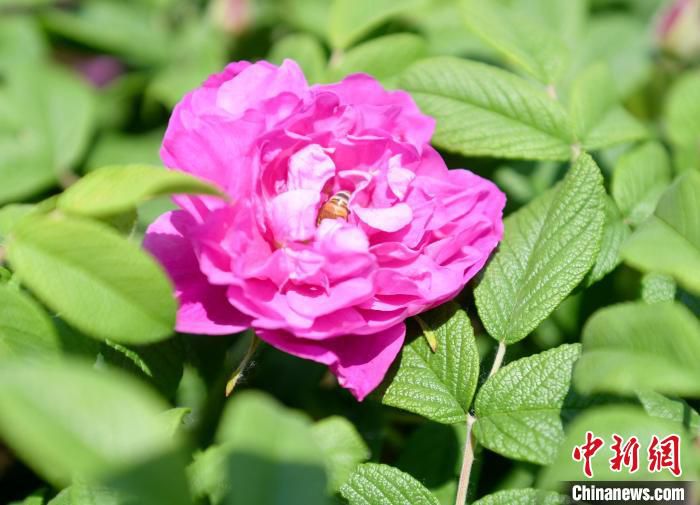 玫瑰种植基地的玫瑰花开正艳。　苗凤强 摄