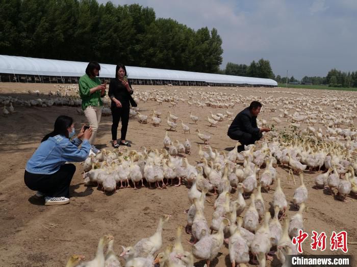 图为“乡村大使”在生态鹅养殖基地直播。　杨景欣 摄