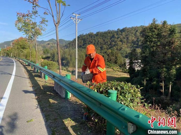 “黄山好人”郑健山正在S347南源口路段修剪行道树。　吴兰 摄