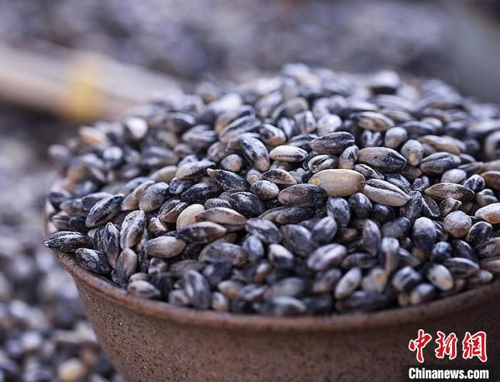 图为青藏高原上的黑青稞。(资料图) 天津援青指挥部供图