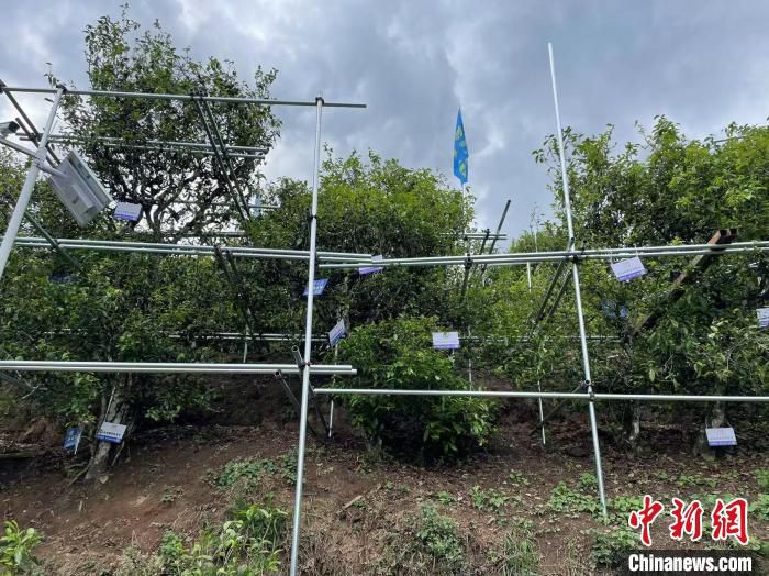 图为双江县冰岛村的古茶树。　缪超 摄