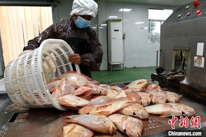 工人捕捞的红罗非鱼送到食品加工厂宰杀。　张金川 摄