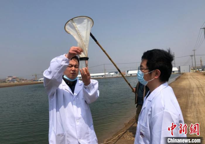 盐城师范学院副研究员、盐城水产研究院智库专家宣富君博士在蟹苗场察看幼蟹繁殖。　于从文 摄