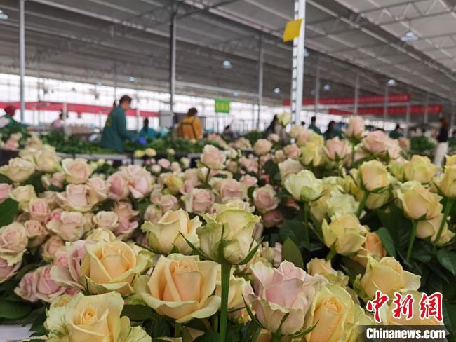 图为兰州新区现代农业示范园花卉产业基地，满眼的鲜花绚丽而娇艳，前来赏花、买鲜花的顾客络绎不绝。　冯志军 摄