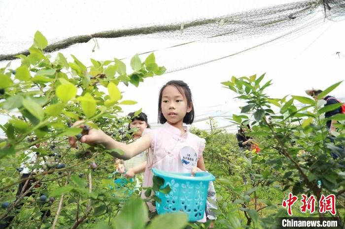 游客在蓝莓产业园采撷、尝鲜。　吴玲慧 摄