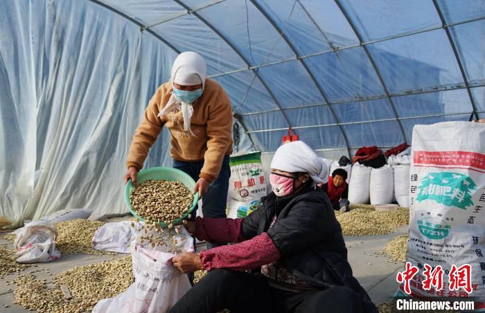 图为村民将分选好的蚕豆进行打包装袋。　马铭言 摄