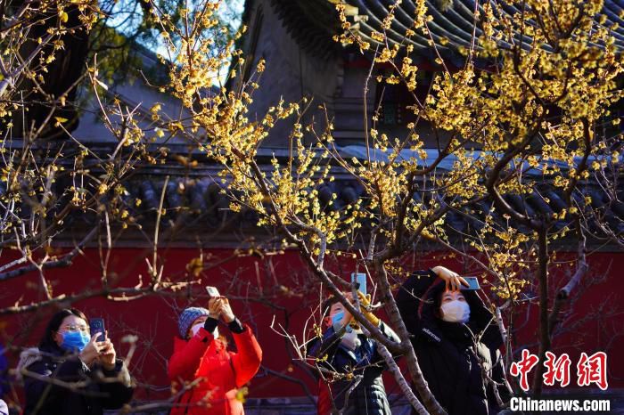 图为游客在北京市属公园赏花。　北京市公园管理中心供图