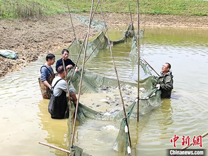 湖南茶陵县舲舫乡官溪村利用区域内丰富的水域资源发展特色水产养殖。(资料图) 茶陵县委宣传部供图