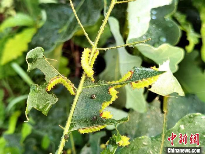 图为柞蚕“宝宝”收蚁上山。　李刚 摄