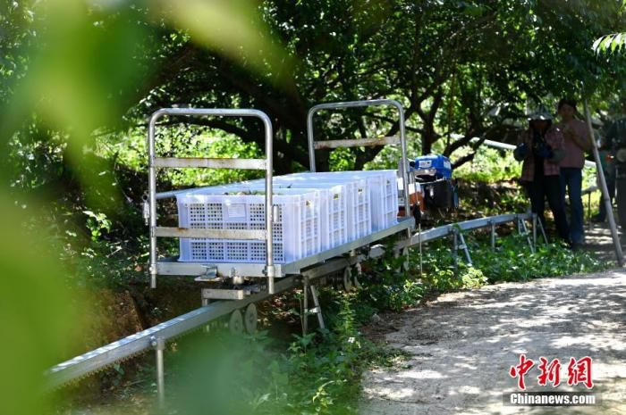 图为4月8日，在诏安县红星乡紫梅山庄，青梅鲜果通过果园里的轨道运送。 中新社记者 张金川 摄
