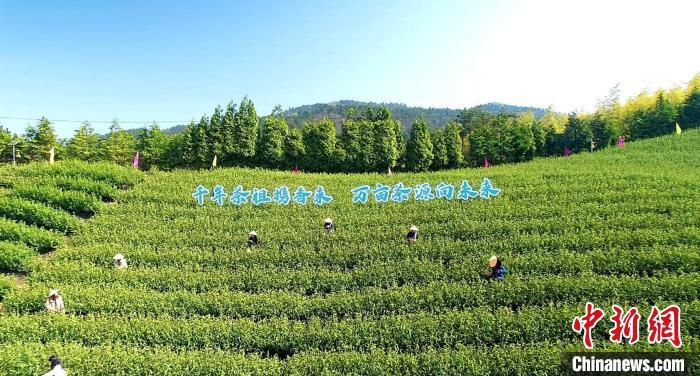 浙江天台石梁镇茶园风光 余丹华 摄