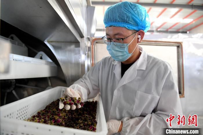 玫瑰种植基地的工作人员在检验烘干后的玫瑰花茶。　苗凤强 摄