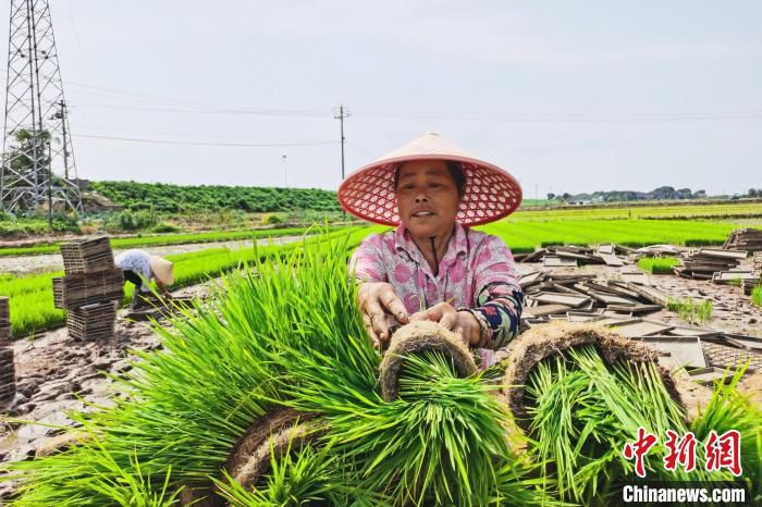 农民在育秧田拔秧。　张玲 摄