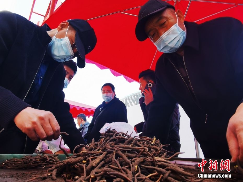 图为6月12日，西宁市一冬虫夏草市场，客商挑选冬虫夏草。 中新社记者 张添福 摄