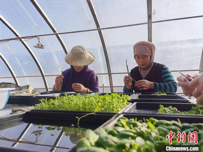 图为定西马铃薯研究所工人培育脱毒苗。　张婧 摄