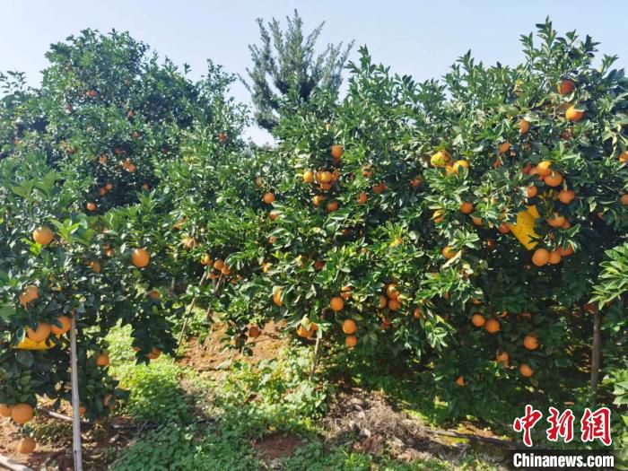 陈卯的果园。　宜章县委宣传部供图