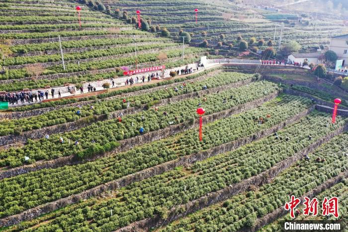 兴山县万亩白茶抢“鲜”开园 刘康 摄