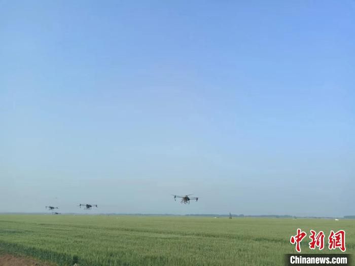 无人机在麦田上空作业。　国喜 摄