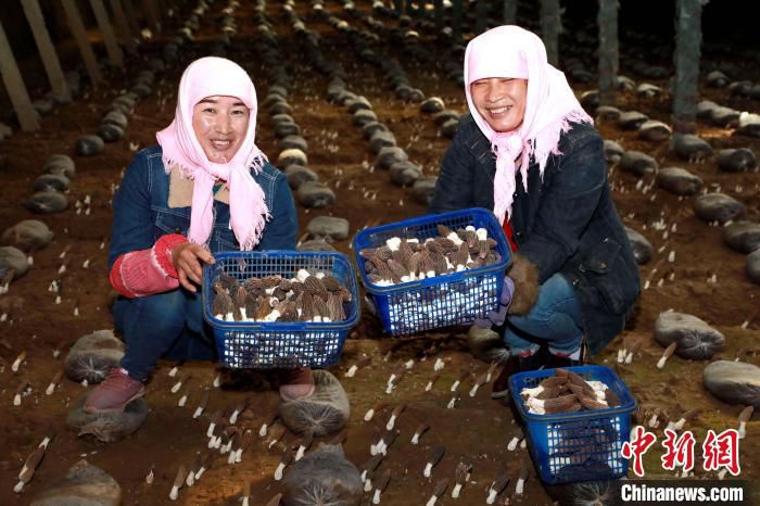 图为海东市试种的羊肚菌收获。(资料图) 石延寿 摄
