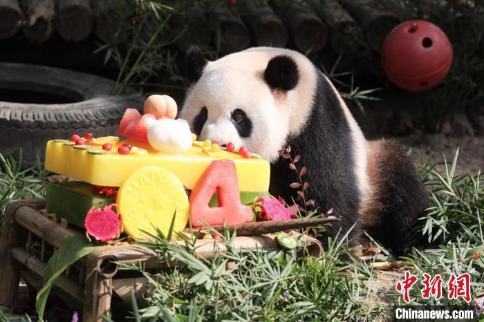 大熊猫过生日。图片来源：上海野生动物园 (图文无关)