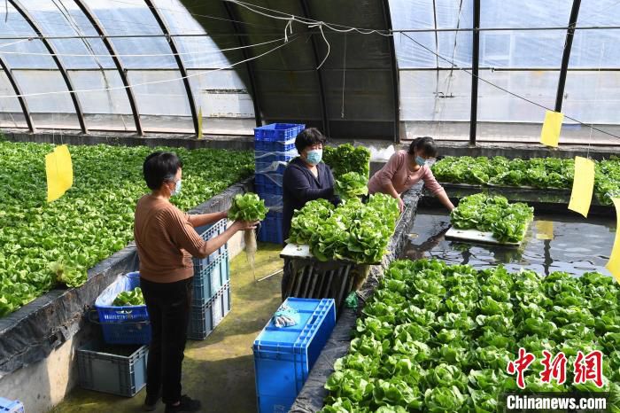图为永清县小满家庭农场员工在采摘装箱生菜。　刘欣羽 摄