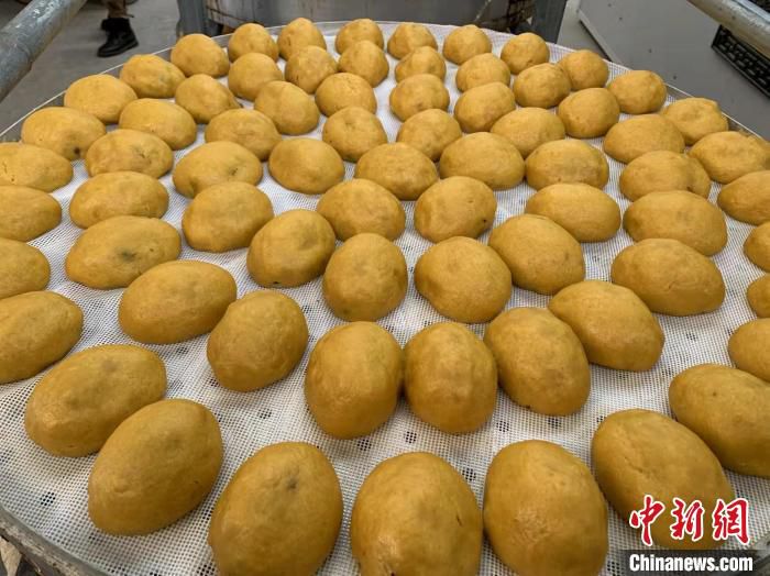每当春节来临之时，家家户户开始忙活，蒸出的团子色泽金黄、口感香甜，蕴含着浓郁家乡味儿。　杨慧 摄