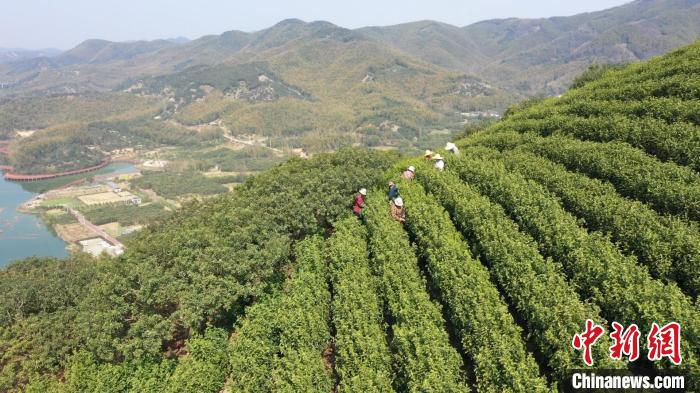 慈城镇公有村茶园。　吴元洪 摄